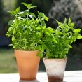 thumbnail image 1 of HJADGG Lemon Basil 220 Seeds-Non-GMO, Heirloom, Citrusy & Fragrant, Perfect for Cooking, Teas, and Home Gardens, 1 of 3