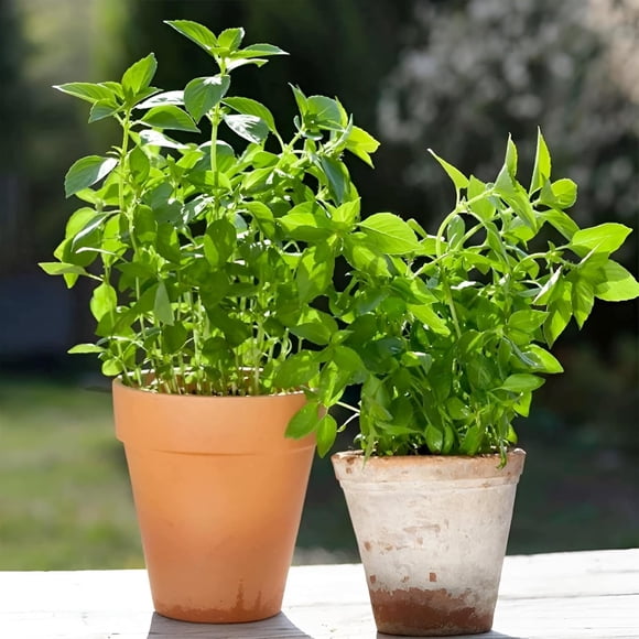 HJADGG Lemon Basil 220 Seeds-Non-GMO, Heirloom, Citrusy & Fragrant, Perfect for Cooking, Teas, and Home Gardens