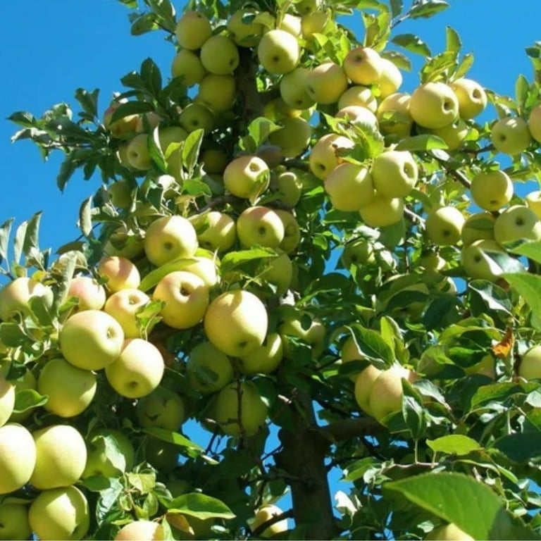 Expert Gardener 3-4 ft. tall Yellow Delicious Apple Live Tree in 7