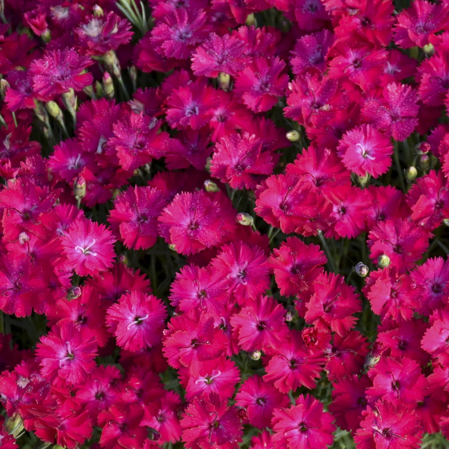 Proven Winners 6" Pink 'Paint the Town Red' Pinks Live Plant in 6.5" Pot