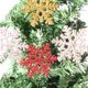 thumbnail image 4 of Monstrate 3 uds copo de nieve de Navidad pieza escaparate árbol decorativo colgante Festival atmósferas decoración interior al aire libre Kits de decoración para fiestas Rojo, 4 of 6