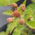 thumbnail image 5 of Perfect Plants Ouachita Blackberry 3 Gallon, 5 of 6