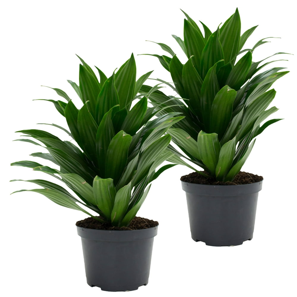 Costa Farms Live Indoor 14in. Tall Dracaena Plant in 6in