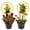Purple Pitcher Plant & Venus Fly Trap, variant on Dionaea Muscipula 2-4" (Venus Fly Trap) 1ct – Live Plant for Indoor Outdoor Use, Carnivorous Plant – Live Arrival Guaranteed