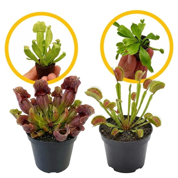 Sarracenia Purpurea SSP. Venosa 2-4" (Purple Pitcher Plant) & Dionaea Muscipula 2-4" (Venus Fly Trap) 2ct – Live Plant for Indoor Outdoor Use, Carnivorous Plants – Live Arrival Guaranteed