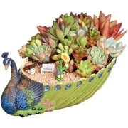 Worila Handmade Peacock Succulent Plant Pot Vintage Cactus Plant Pot/Flower Pot/Container/Planter