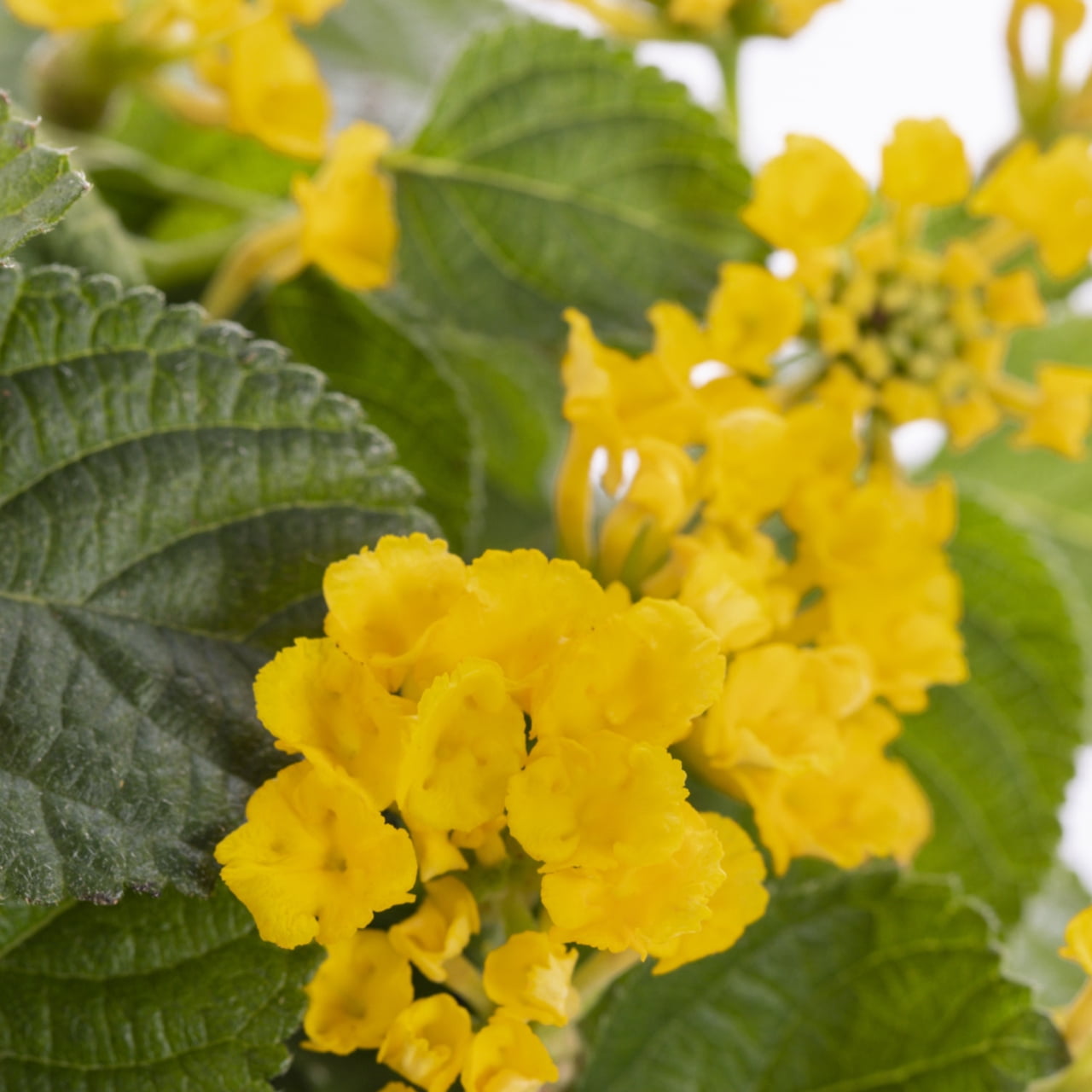 Expert Gardener 2QT Lantana Yellow Live Annual Plant Sun 3-Pack