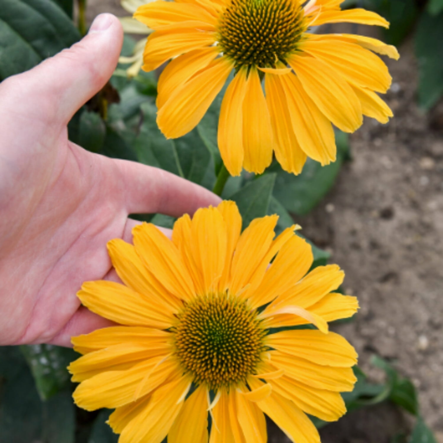 Proven Winners 6" Orange Color Coded 'One in a Melon' Coneflower Live Plant in 7.5" Pot