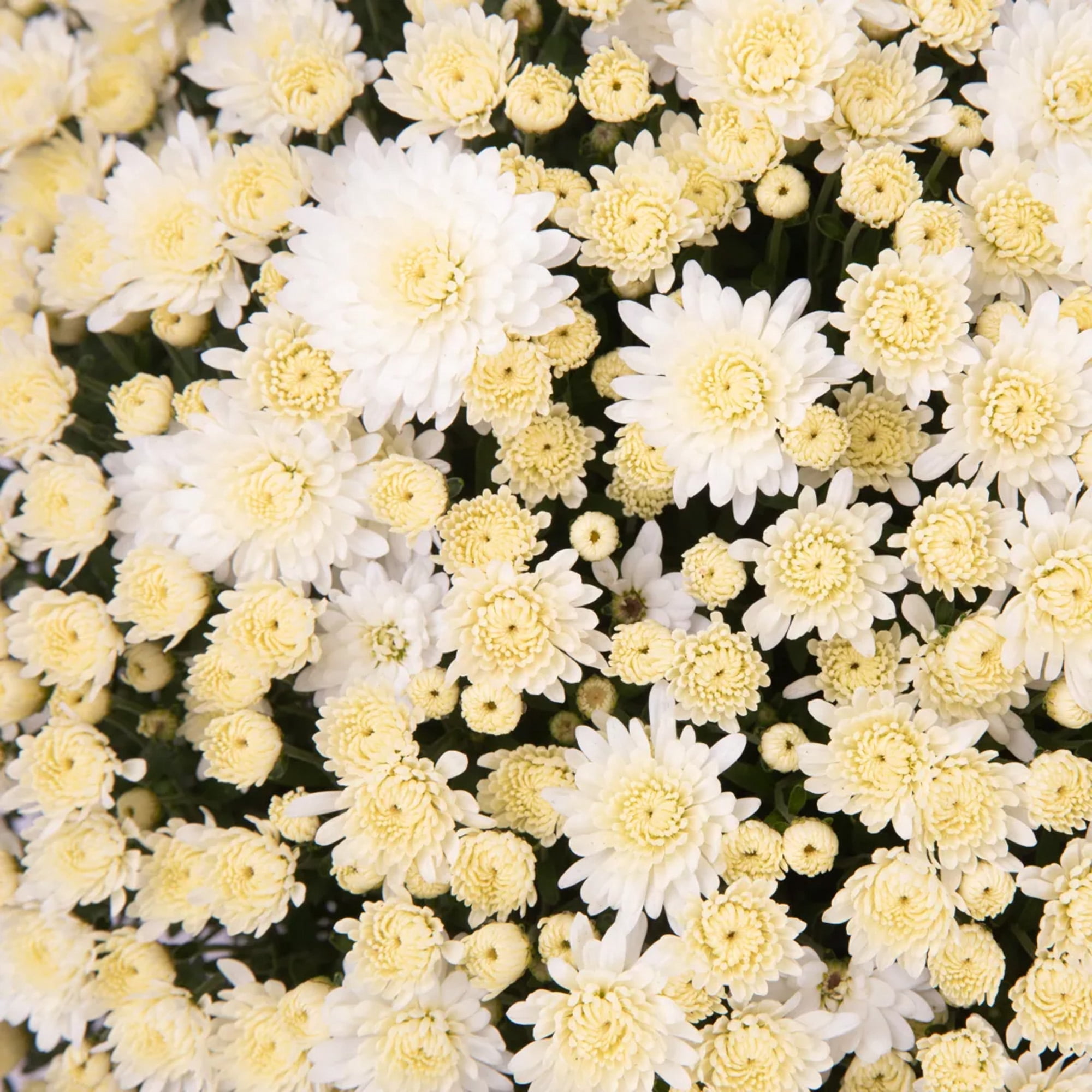 Expert Gardener White Garden Mum in 2 Quart Black Pot - Full Sun Plant