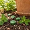thumbnail image 6 of Rodent Repellent Balls 28 Count for Indoor and Outdoor Use Natural Ingredients Suitable for Home Garage Basement Attic Storage Spaces and Garden Areas, 6 of 8