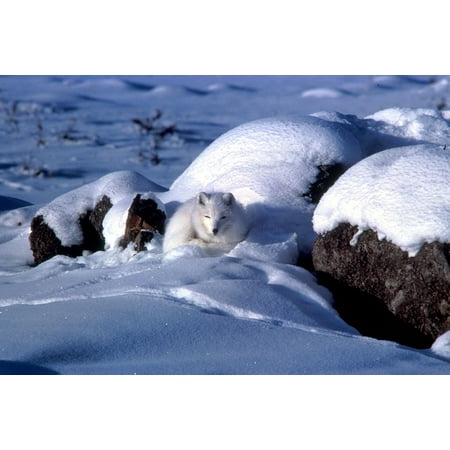 - Canvas Print Ice Nature Winter Rocks Snow Fox Animal Arctic Stretched Canvas 10 X 14