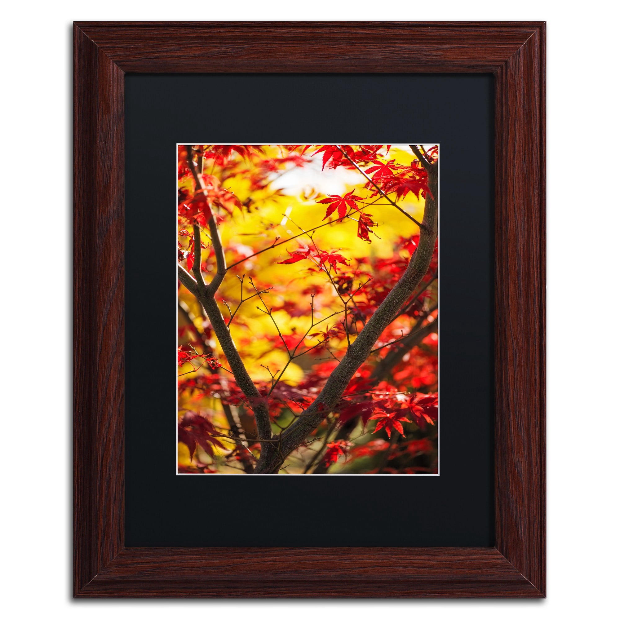 Trademark Fine Art "Morning Jive" Canvas Art by Philippe Sainte-Laudy Black Matte, Wood Frame