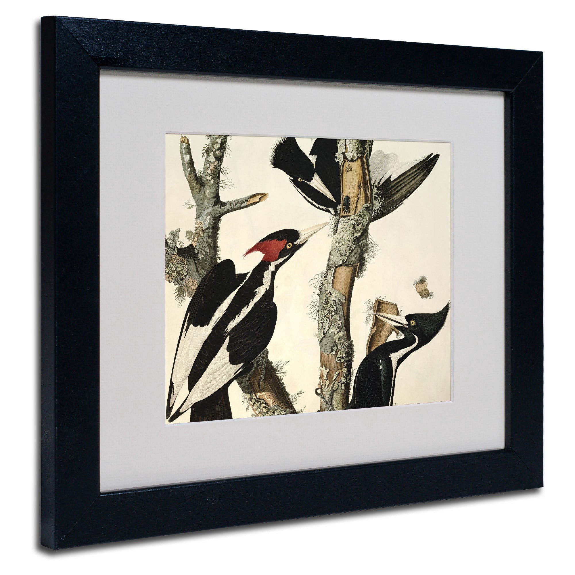 Trademark Fine Art "Ivory-Billed Woodpecker" Canvas Art by John James Audubon, Wood Frame