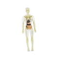 thumbnail image 3 of Fiocias Body Model Cognitive Toy Human Body Figure Skeleton Model Educational Science Kit Removable Organs Bones Interactive Assembly Function Suitable for Preschool Teaching Home Use style B, 3 of 8