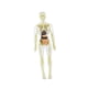 thumbnail image 3 of 19 piezas de modelo de estructura del cuerpo humano transparente, herramienta científica educativa, extraíble 3D estilo B, 3 of 9