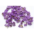 thumbnail image 3 of 40 American PURPLE BEAUTYBERRY Shrub Flower Callicarpa Americana Seeds, 3 of 11