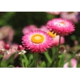 thumbnail image 4 of 50 PINK DOUBLE STRAWFLOWER Helichrysum Bracteatum Flower Seeds, 4 of 11