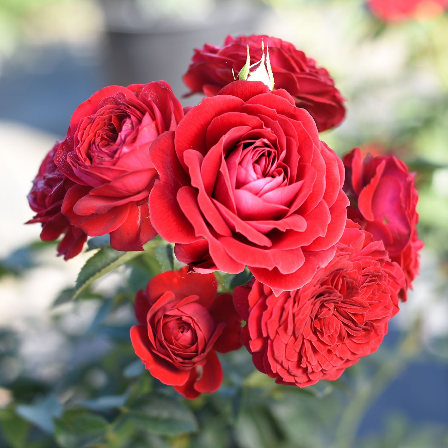 True Bloom by Altman Plants 'True Love' PP28929 Red Rose Bush, 6qt. Pot, Live Garden Roses, Full Sun
