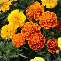 TomorrowSeeds - Petite Mix French Marigold Seeds - 200  Count - For 2025 Planting Dwarf Tagetes