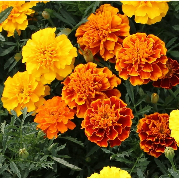 TomorrowSeeds - Petite Mix French Marigold Seeds - 200  Count - For 2025 Planting Dwarf Tagetes