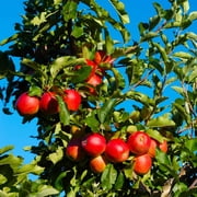 Brighter Blooms - Gala Apple Tree, 4-5 ft. - No Shipping to AK, AZ, CA, HI, ID, OR, WA