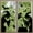 Multicolor, variant on FeiFu 2pcs 2pcs Stickers Self-Adhesive Themed Stickers Suitable for Halloween Decor Easy to Stick on Bedroom Door