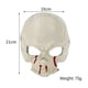 thumbnail image 2 of Xihbxyly Máscara de Calavera de No Muerto para Halloween, Aspecto Espeluznante y Siniestro, Textura de Esqueleto Realista, Accesorio Versátil para Cosplay, Eventos Espeluznantes, Tamaño 21 X 19 Cm, 2 of 7