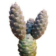 Pine Cone Tephrocactus Cactus - 2 inch + Clay Pot