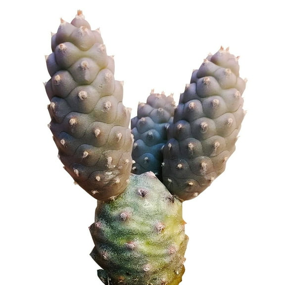 Pine Cone Tephrocactus Cactus - 2 inch Clay Pot