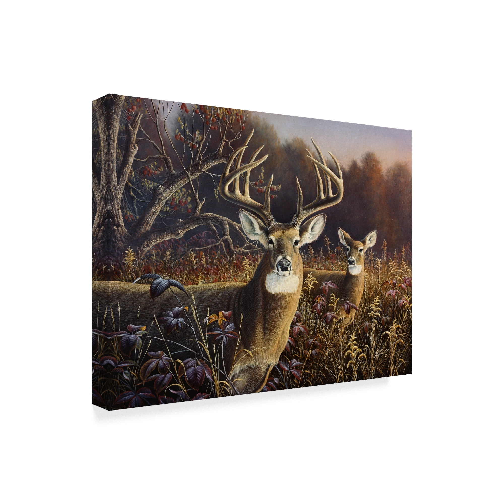 Trademark Fine Art 'Deer' Canvas Art by Wilhelm Goebel