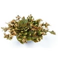 thumbnail image 4 of 2-Pack Incense Garden Rose of Jericho Flower The Resurrection Plant, 4 of 5