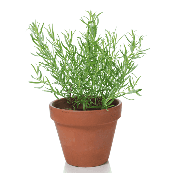 Rosemary Plant Live in Pot, Full Rooted from 6 to 12 Inches Tall, Edible and Fragrant Herb for Gardening, Rosemary Plant Shrub