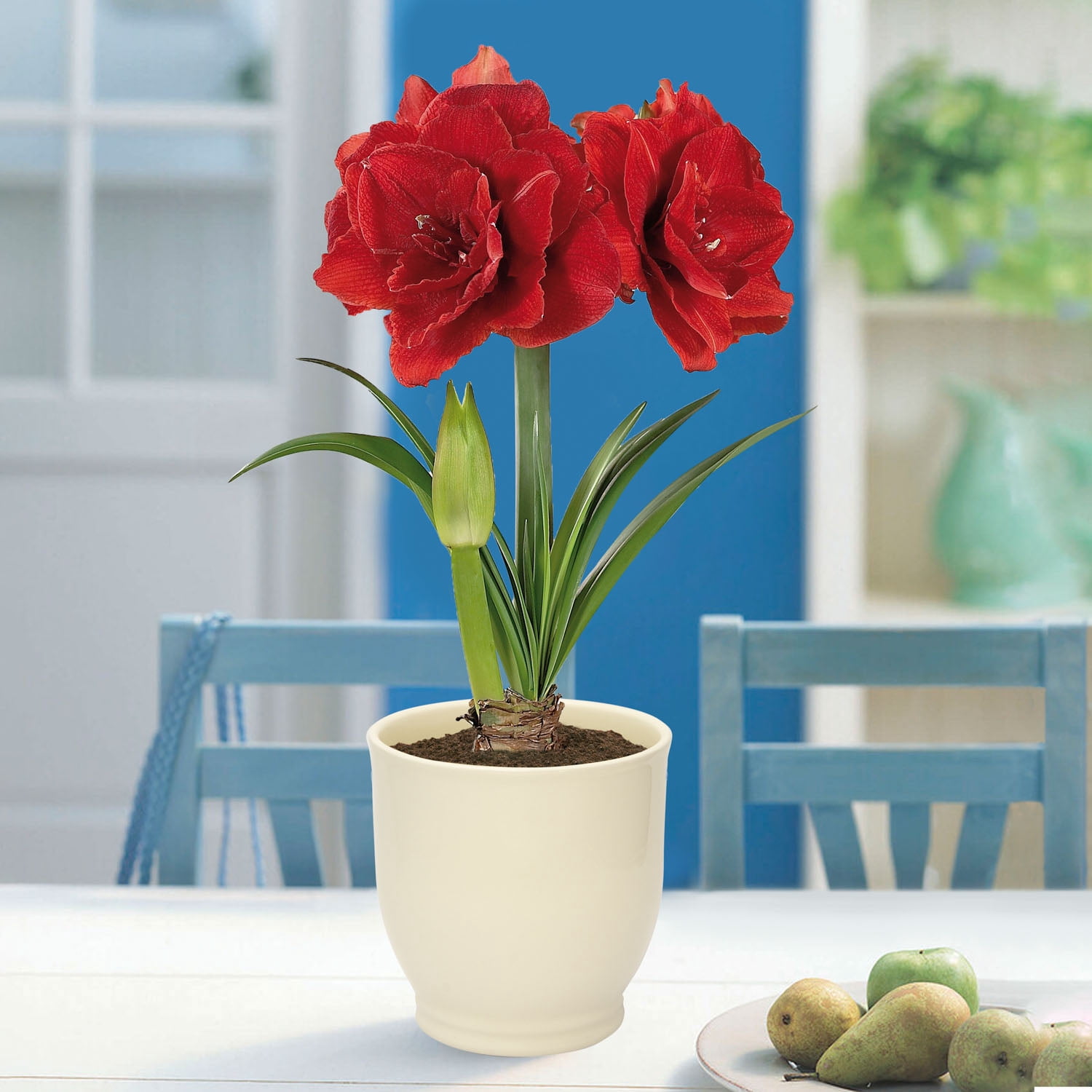 Garden State Bulb Red Double Amaryllis Bulb Gift Kit, 26/28cm (Cream Ceramic Planter)