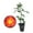 1 Plant, variant on Pinata Rose Bush - Live Starter Plant in a 2 Inch Growers Pot - Beautifully Fragrant Floribunda Rose - A Versatile Beauty with Large Blooms