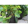 thumbnail image 6 of SMART POT 5 Gallon Fabric Grow Bag w/cut handles - Black, 6 of 6