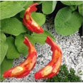 thumbnail image 1 of 3pcs Koi fish decor garden, garden koi fish resin statues, a series of fish statue (red), 1 of 3