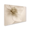 thumbnail image 3 of Trademark Fine Art 'Hellebore Christmas Rose' Canvas Art by Cora Niele, 3 of 4