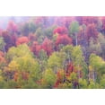 thumbnail image 2 of Gulin, Sylvia 14x11 Black Ornate Wood Framed with Double Matting Museum Art Print Titled - Utah-Logan Pass with Aspen and Maples in Fall Color, 2 of 4