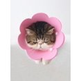 thumbnail image 1 of 1pc Flower Shape Elizabethan Collar, Suitable For Cats And Small Dogs, Prevent Licking And Biting After Surgery, 1 of 4