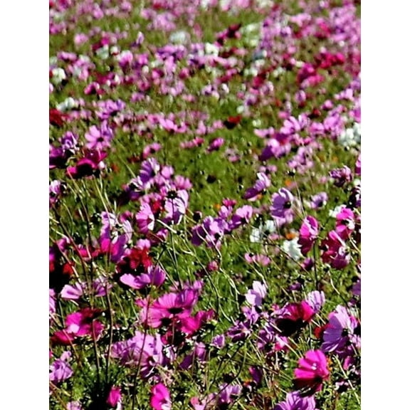 1000 Seeds PEPPERBOX POPPY MIX Papaver Somniferum Mixed Colors Red Violet Flower Seeds