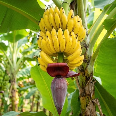 Dwarf Cavendish Banana Plant Live, Multiple Plants Per Pot Compact Banana Fruit Tree, 4-7 Inches Tall in 4 Inch Pot, Sweet Yellow Fruit Plant for Indoor Outdoor Planting