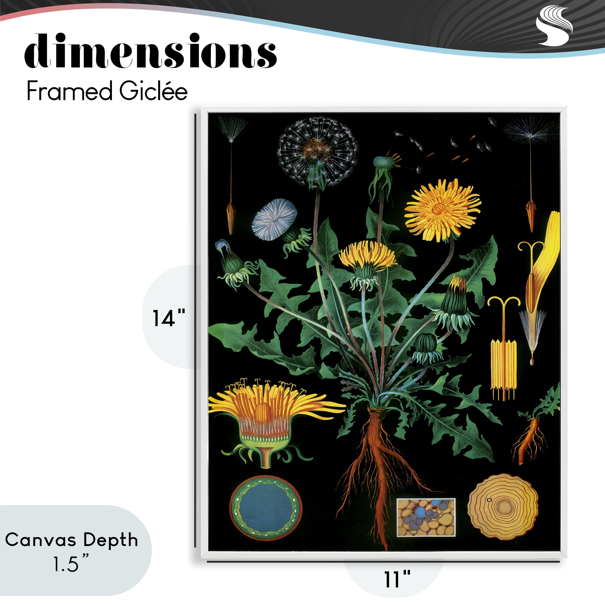 Stupell Industries Dandelion Botanical Illustration White Framed Giclee Art, design by Vintage Hustle