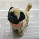 thumbnail image 5 of Juguetes de piscina, juguetes para bebés, juguetes para niños pequeños, juguetes para perros robot, cachorro electrónico interactivo con control de sonido, osito de peluche que camina y ladra con músi, 5 of 7