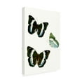 thumbnail image 2 of Trademark Fine Art 'Butterfly Specimen VIII' Canvas Art by Vision Studio, 2 of 3