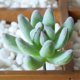 thumbnail image 2 of 8 Pcs Artificial Succulent Plant Decor Fake Succulent Plant Flower Arrangement Supplies, 2 of 3