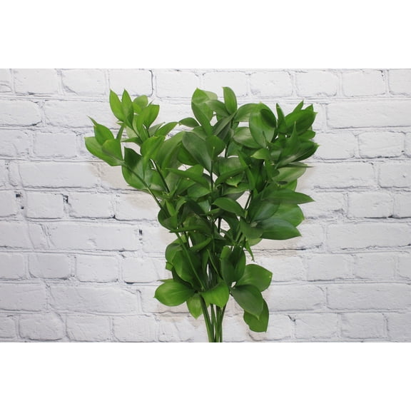 Real Touch Flowers - Fresh & Natural Israeli Ruscus - 1 Bunch (10 stems)