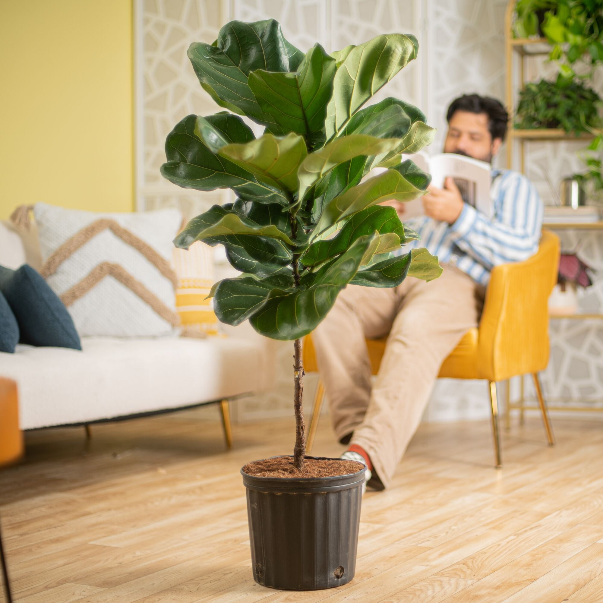 Costa Farms 40" Fiddle Leaf Fig Live House Plants in 10" Grower Pot