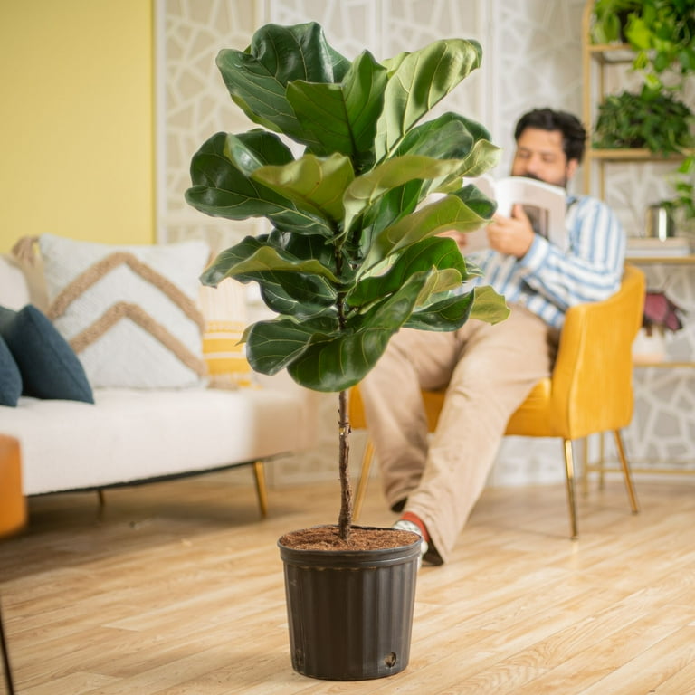 Costa Farms 40" Fiddle Leaf Fig Live House Plants in 10" Grower Pot