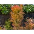 thumbnail image 6 of RedCrocus Euphorbia Tirucalli Pencil Cactus - Drought-Tolerant Succulent Indoor & Outdoor Plant - Full Sun to Partial Shade, Pet Warning  5" Terracotta Pot, 6 of 12