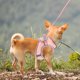thumbnail image 4 of NUOLUX 1Jgo Ajustable Para Perros Portátil Color Rosa Con Resistencia Y Para Paseos, 4 of 8